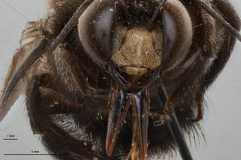 Media type: image;   Entomology 534803 Aspect: head frontal view